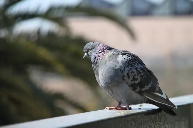 鳥のフン 服 捨てる コレクション